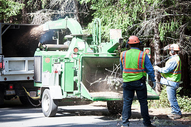 Professional Tree Services in Watervliet, NY